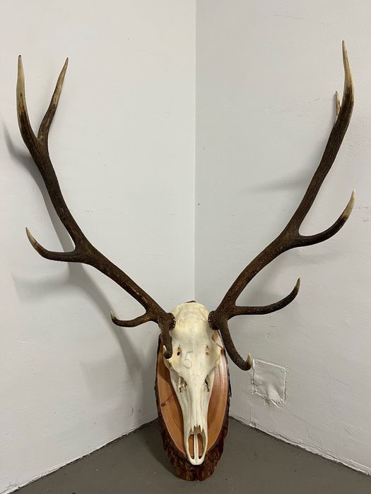 Красив трофей от Елен