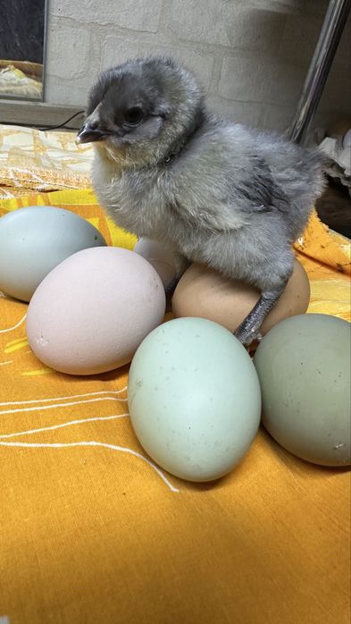 Яйца на инкубацию