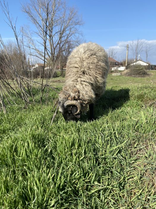 Berbeci de anul trecut