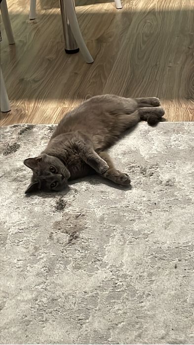 отдам кошку в добрый руки