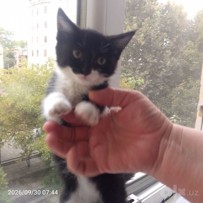 Отдаем Котенка в Добрые Руки