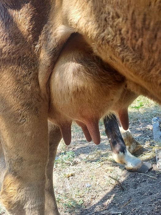 Vând vaca de 7 ani bună da lapte