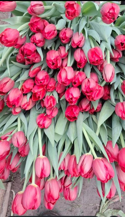 Оптом и в розницу от 360