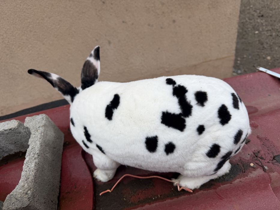 Iepuroi rex dalmațian -rasa pură