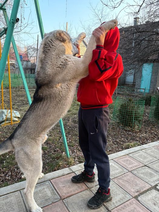Хлрошая собака 1 год алабай