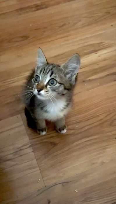 Котята 2,5 месяца мальчики