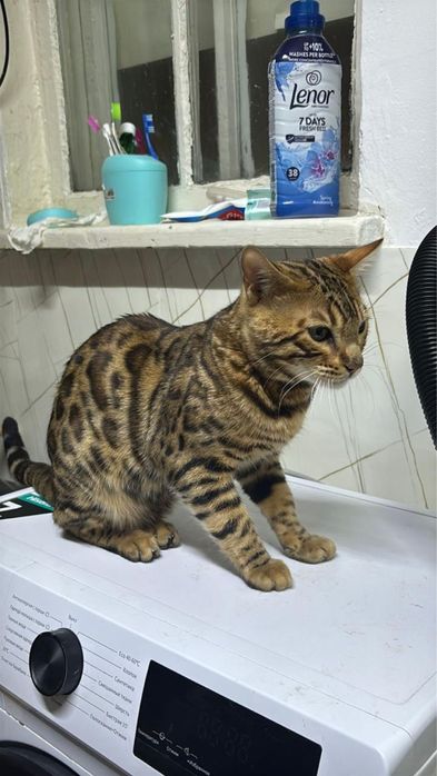 Продается, пародистый, мужчина