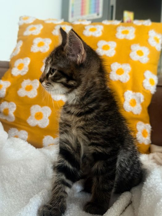 Мальчик котенок ищет семью