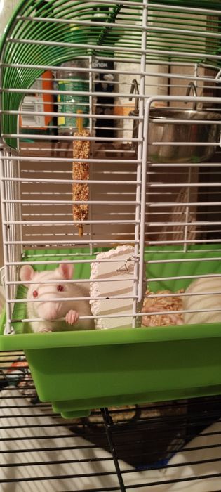 Продам крысят Альбиносов.