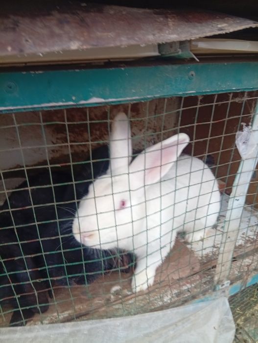 Куйон сотилади соглом