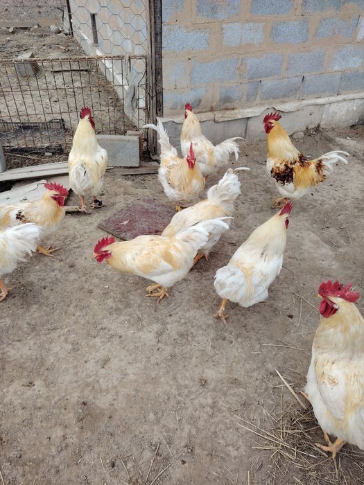 Продам жирных  петухов