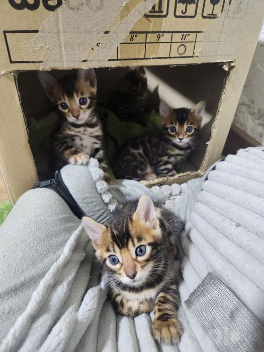 Bengal bolasi бенгальский котятя