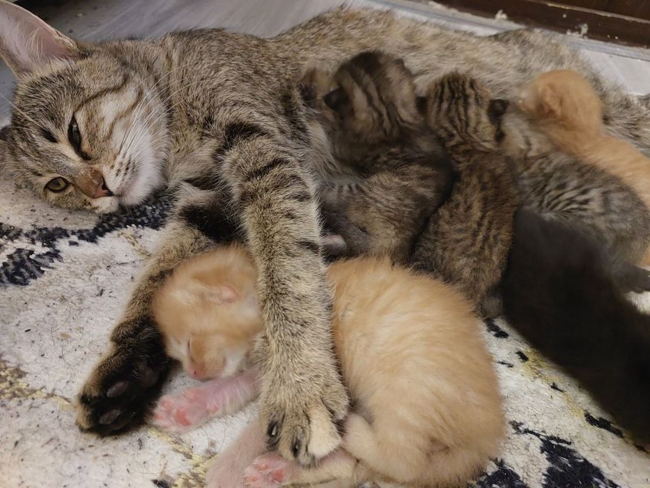 Котята в хорошие руки