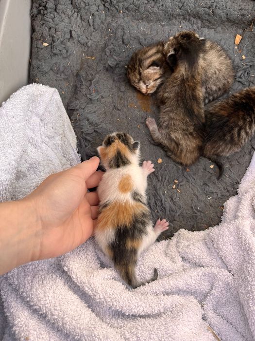 Spre adoptie pisicute