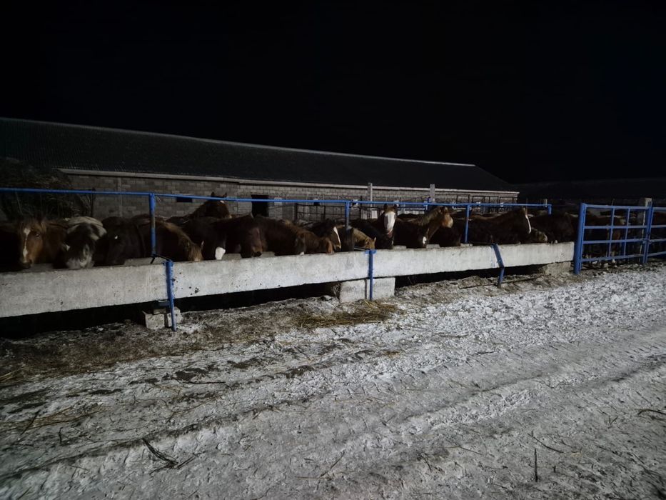 Продам жеребят полутяжи