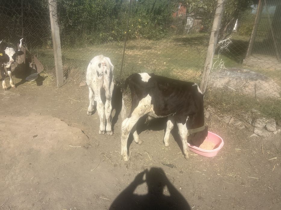 Продам телят галштины