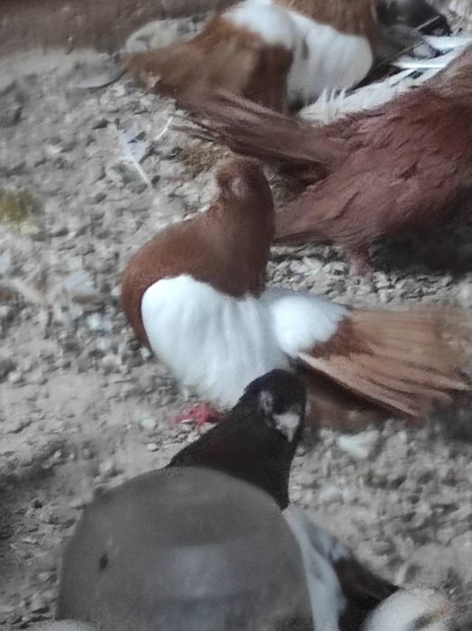 Белоглави, огледални и варненски гълъби  продава