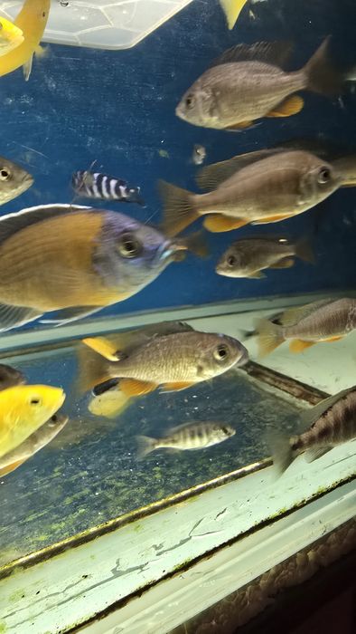 Подростки Копадихромис Каданго 7–10 см | Малави