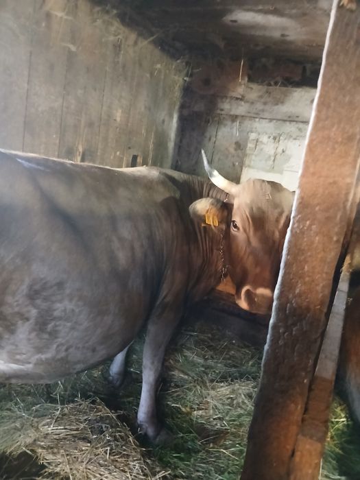 Vând vaca bună de ținut