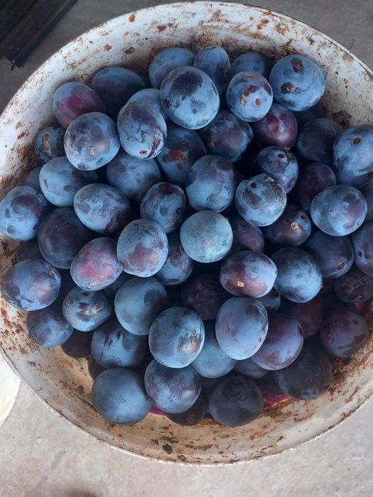Vand prune culese  la comanda