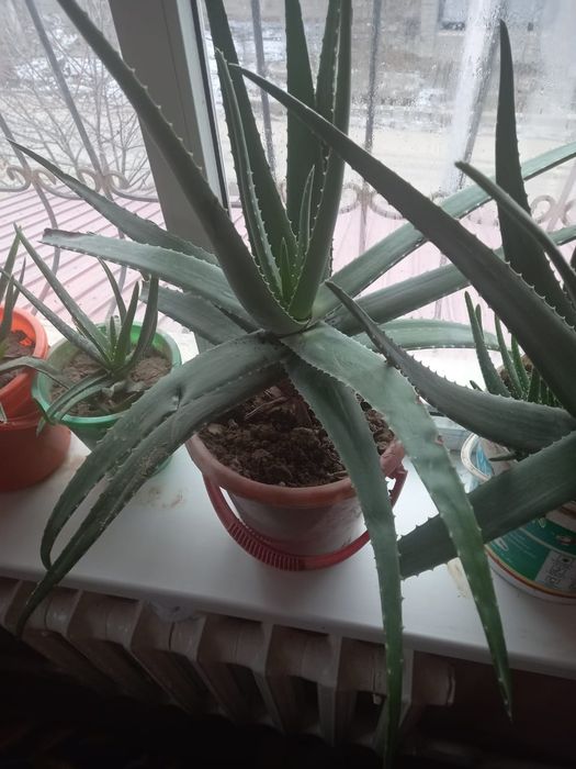 Лечебное Алоэ вера - 3,5,7 летние