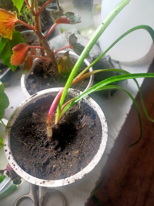 Продам цветы комнатные гипераструм