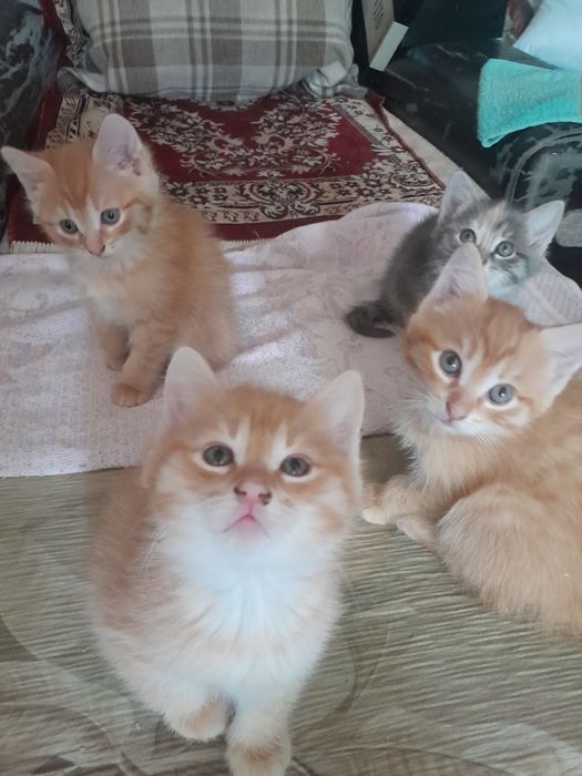 Продам котят! В заботливые и любящие руки!
