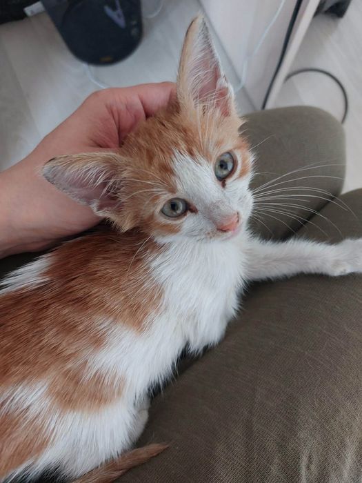 Motanel in varsta de 2 luni pentru adoptie