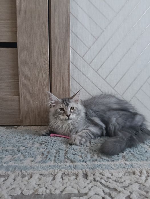 Мейн Кун продам девочка