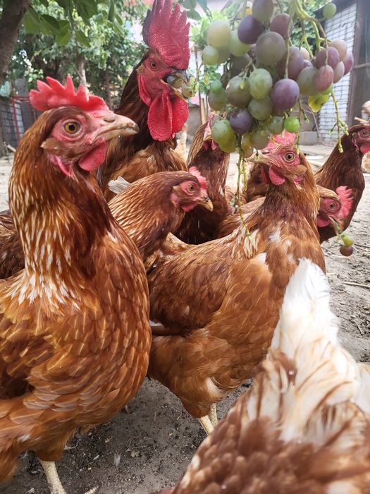 Pui de o zi,oua de incubat gaini Isa Brown