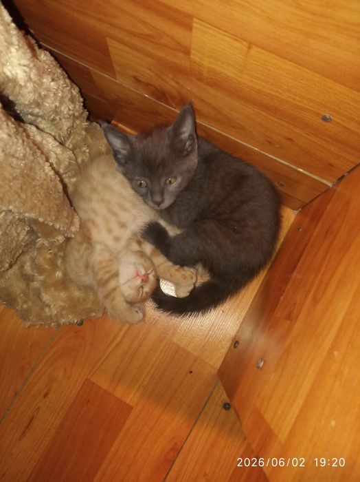 Котята 2 девочки персик и дымчатыи.