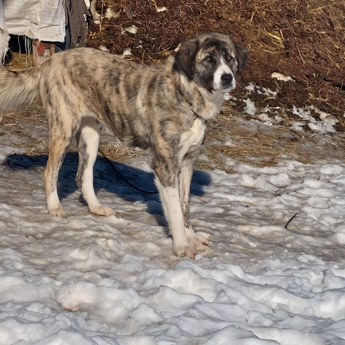 Donez femelă talie mare