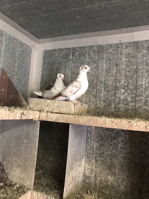 Продажа бакинские .