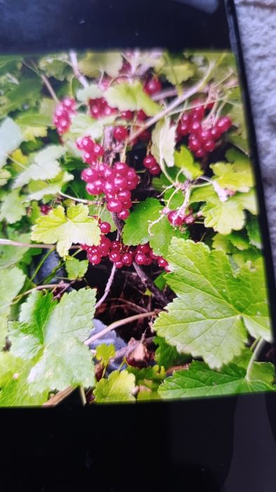 Красная смородина саженцы