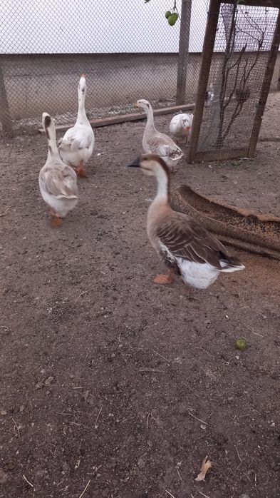 Vând gâște tinere