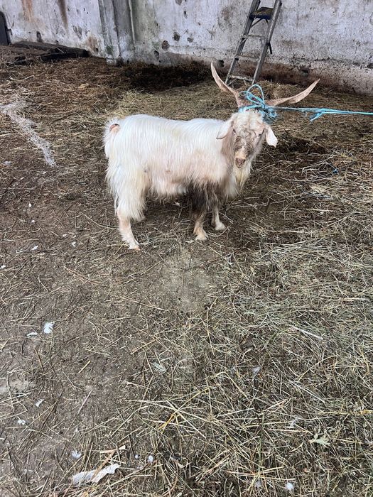 Vand tap bun de mota dau de taiat. Mare forte bine dezvoltat