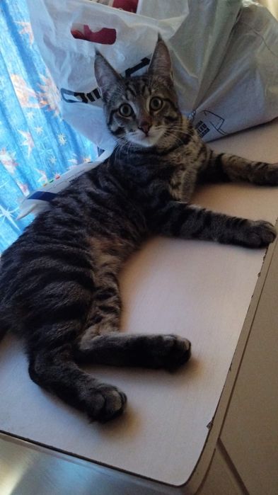 Продам котят майкуна(смесь сеамец)