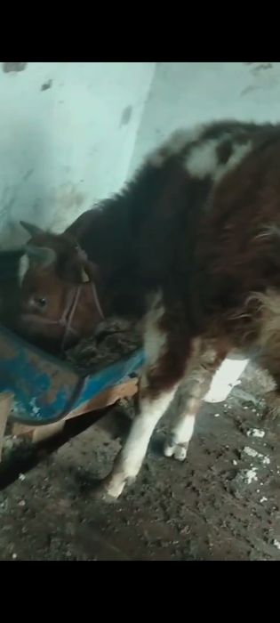 Огизшелер сатылады.