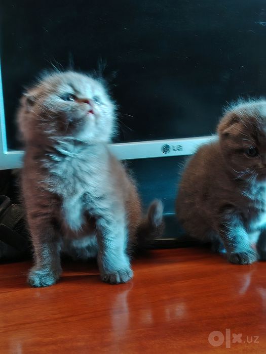 Продаются котята шотландской породы