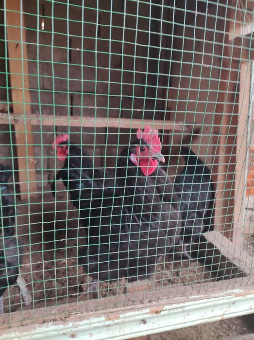 Gigant qora shaxzoda