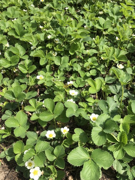 Рассада клубники домашняя