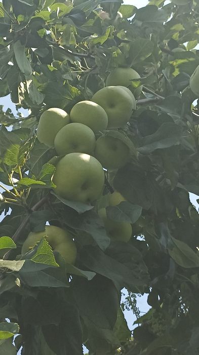 Продам яблоки ,груши