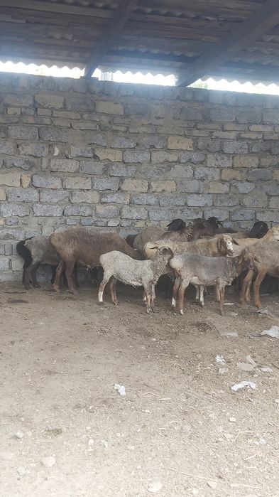 Кошкар  гесарский майский