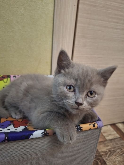 Продам шотландскую кошечку