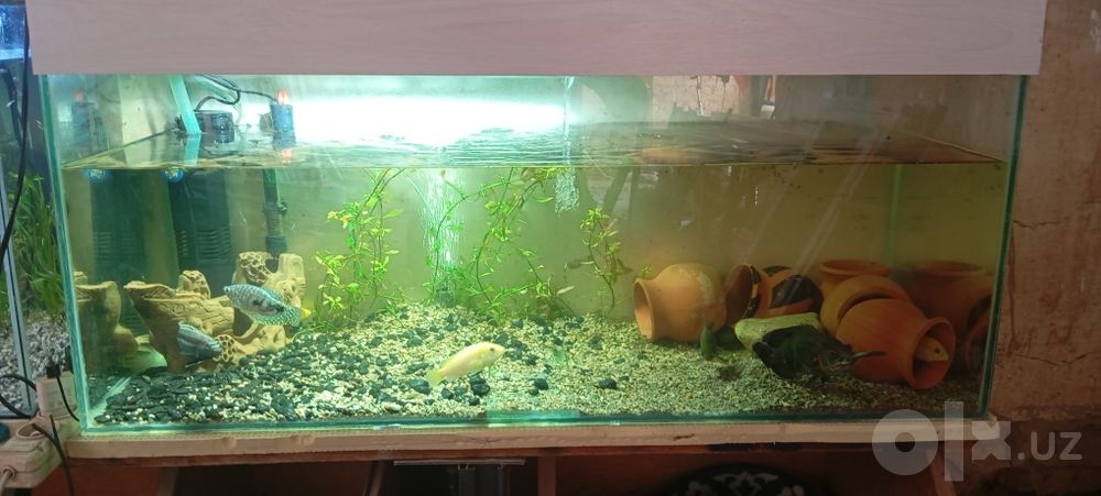 Akvarium baliqlari bilan