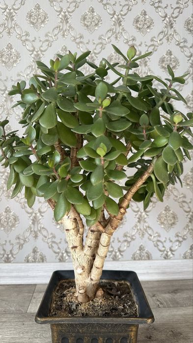 Цветок комнатный денежное дерево