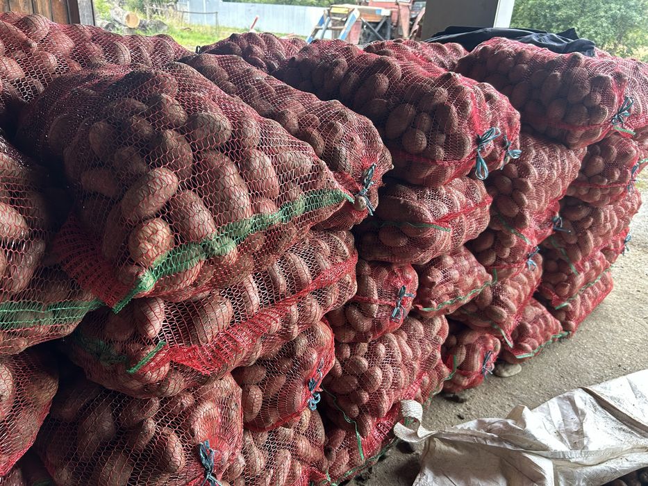 Cartofi red lady 1 leu/kg cantitate minima 2 tone