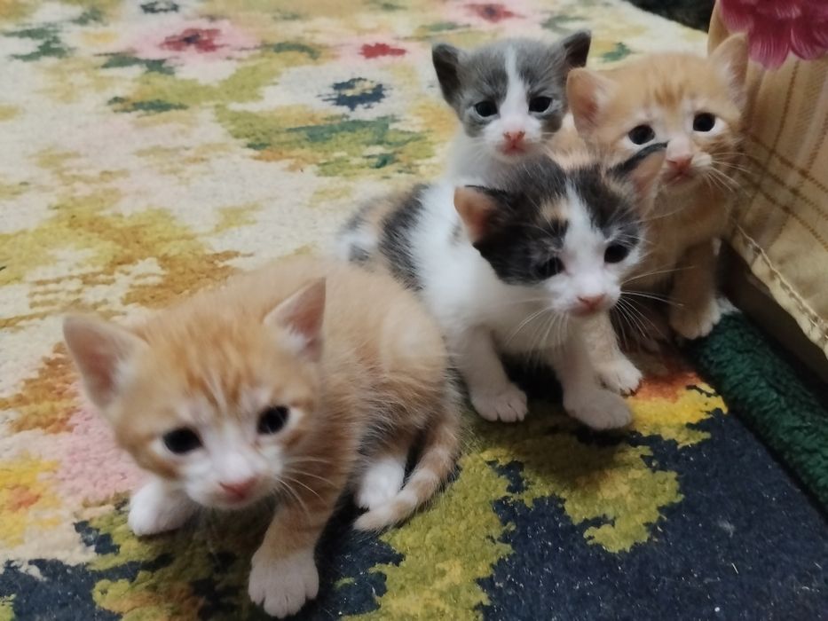 Котята-крысыловы