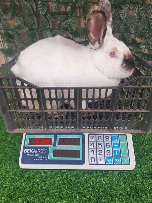 Самка евро Калифорния