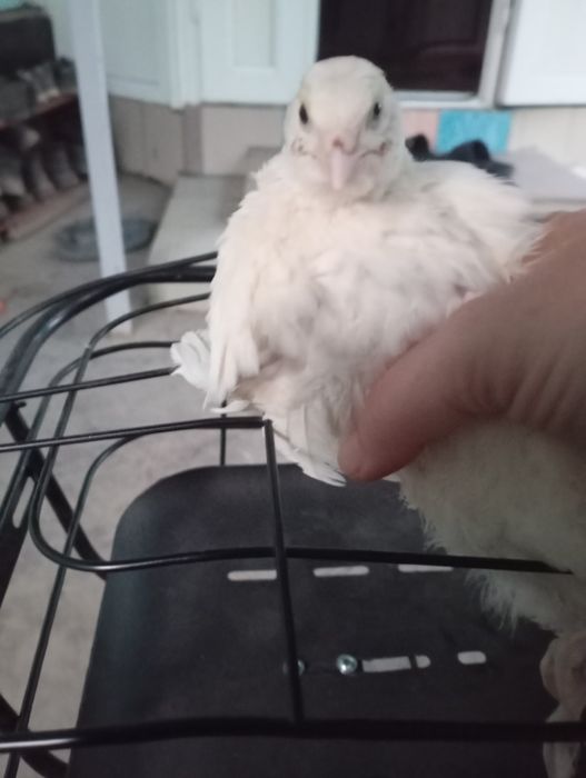 Продаются перепелки